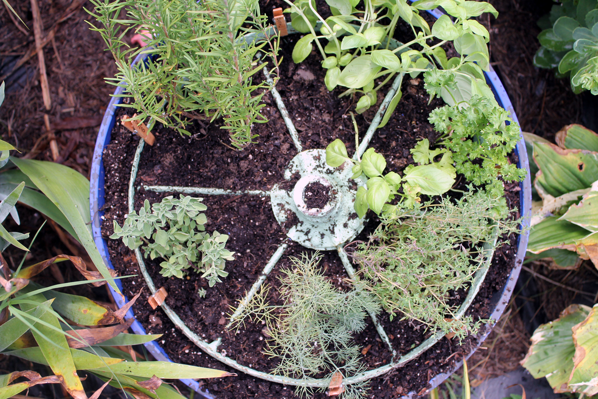 herbs planted in pot with old tractor wheel